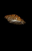 Barn owl (Tyto alba), Flight decomposition on a black background