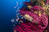Bearded fireworm, (Hermodice carunculata) feeding on a Red sea fan, (Paramuricea clavata), on Gnjilina dive site. Vis Island, Croatia, Adriatic Sea, Mediterranean