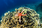 Sea star, (Hacelia attenuata) eating by bearded fireworm, (Hermodice carunculata), Vis Island, Croatia, Adriatic Sea, Mediterranean