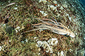 Big Octopus, (Octopus vulgaris), swim away with Bearded fireworm, (Hermodice carunculata) who want to eat a small octopus, top of the wall of Bisevo, Vis Island, Croatia, Adriatic Sea, Mediterranean