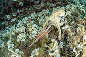 Big Octopus, (Octopus vulgaris), fighting with Bearded fireworm, (Hermodice carunculata) who want to eat a small octopus, top of the wall of Bisevo, Vis Island, Croatia, Adriatic Sea, Mediterranean
