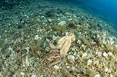 Big Octopus, (Octopus vulgaris), swim away with Bearded fireworm, (Hermodice carunculata) who want to eat a small octopus, top of the wall of Bisevo, Vis Island, Croatia, Adriatic Sea, Mediterranean