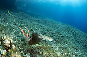 Big Octopus, (Octopus vulgaris), splashing a cloud of ink and swim away with Bearded fireworm, (Hermodice carunculata) who want to eat a small octopus, top of the wall of Bisevo, Vis Island, Croatia, Adriatic Sea, Mediterranean