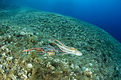 Big Octopus, (Octopus vulgaris), take away a small octopus attacked by Bearded fireworm, (Hermodice carunculata) who want to eat it, top of the wall of Bisevo, Vis Island, Croatia, Adriatic Sea, Mediterranean