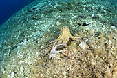 Small Octopus, (Octopus vulgaris), seek help from a bigger octopus after being attacked by Bearded fireworm, (Hermodice carunculata) who want to eat it, top of the wall of Bisevo, Vis Island, Croatia, Adriatic Sea, Mediterranean