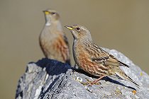Alpine Accentor (Prunella collaris), two adults perched on a rock, Trentino-Alto Adige, Italy