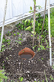 Oya: Porous terracotta watering pot in a garden, summer, Vosges, France