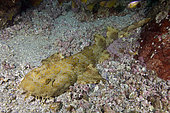 Banded Wobbegong Shark (Orectolobus halei). A recently described species originally thought to be the adult of the Ornate Wobbegong (Orectolobus ornatus). Fish Rock, South West Rocks, New South Wales, Australia.