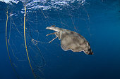 Banded Guitarfish, Zapteryx exasperata caught in a gill net intended for California Halibut. Guerero Negro, Baja, Mexico, Eastern Pacific.