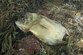 Oeuf de Raie biocellée (Beringraja binoculata) sur le fond, Madrona Point, Georgia Strait, île de Vancouver, Colombie-Britannique, Canada, nord-est de l'océan Pacifique.