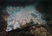 Raie biocellée (Beringraja binoculata) pondant sur le varech. Lagune d'Esqimalt, île de Vancouver, Colombie-Britannique, Canada, Pacifique Nord-Est.