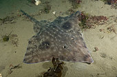 Raie biocellée (Beringraja binoculata) sur le fond, Albert Head Lagoon, île de Vancouver, Canada, océan Pacifique Nord.