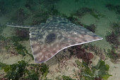 Raie biocellée (Beringraja binoculata) au dessus du fond, Albert Head Lagoon, île de Vancouver, Canada, océan Pacifique Nord.