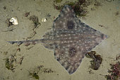 Raie biocellée (Beringraja binoculata) sur le fond, Albert Head Lagoon, île de Vancouver, Canada, océan Pacifique Nord.