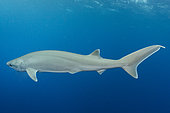 Bigeye Sixgill Shark, Hexanchus nakamurai (formerly Hexanchus vitulus), Cape Eleuthera, Bahamas, Atlantic Ocean.