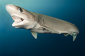 Bigeye Sixgill Shark, Hexanchus nakamurai (formerly Hexanchus vitulus), Cape Eleuthera, Bahamas, Atlantic Ocean.