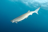 Bigeye Sixgill Shark, Hexanchus nakamurai (formerly Hexanchus vitulus), Cape Eleuthera, Bahamas, Atlantic Ocean.