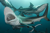 Requin bordé (Carcharhinus limbatus), Aliwal Shoal, Umkomaas, Afrique du Sud, Océan Indien.