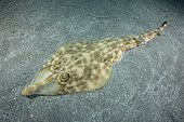 Raie guitare (Rhinobatos schlegelii) sur le fond, Préfecture de Chiba, Honshu, Japon, océan Pacifique Nord.