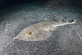 Raie guitare (Rhinobatos schlegelii) sur le fond, Préfecture de Chiba, Honshu, Japon, océan Pacifique Nord.