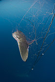 California Bat Ray, Myliobatis californica caught in a gill net intended for California Halibut. Guerero Negro, Baja, Mexico, Eastern Pacific.