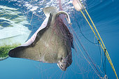 California Bat Ray, Myliobatis californica caught in a gill net intended for California Halibut. Guerero Negro, Baja, Mexico, Eastern Pacific.