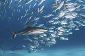 Caribbean Reef Shark, Carcharhinus perezi. Tiger Beach, Little Bahama Bank, Bahamas.