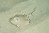 Common Stingaree, Trygonoptera testacea. South West Rocks, New South Wales, Australia.