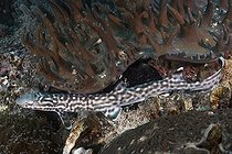 Coral Catshark, Atelomycterus marmoratus, Bugtong Batu Seamount, Malapascua Island, Visayan Sea, Philippines.