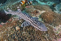 Coral Catshark, Atelomycterus marmoratus, Bugtong Batu Seamount, Malapascua Island, Visayan Sea, Philippines.