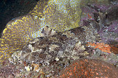 Dwarf Ornate Wobbegong Shark (Orectolobus ornatus). A.k.a. Ornate Wobbegong or Banded Wobbegong. Fish Rock, South West Rocks, New South Wales, Australia.