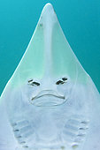 Eastern Shovelnose Ray (Aptychotrema rostrata) a.k.a. Long snouted shovelnose ray or shovelnose shark. Nelson Bay, New South Wales, Australia.
