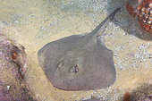 Eastern Shovelnose Stingaree, Trygonoptera imitata, Merimbula, New South Wales, Australia.