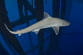 Gulf Smoothhound Shark, Mustelus sinusmexicanus, swimming under an oil rig in the northern Gulf of Mexico, Louisiana, USA.