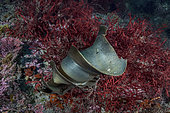 Shark egg case or mermaids purse belonging to a Japanese Bullhead Shark, Heterodontus japonicus. Aka Japanese horn shark. Heterodontidae. Tateyama, Chiba, Honshu, Sea of Japan.