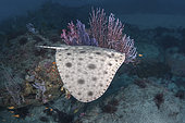 Japanese Butterfly Ray, Gymnura japonica, gymnuridae, Pacific Ocean, Chiba Prefecture, Japan.