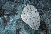 Japanese Butterfly Ray, Gymnura japonica, gymnuridae, Pacific Ocean, Chiba Prefecture, Japan.
