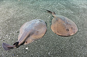 Japanese Sleeper Ray, Narke japonica, Chiba Prefecture, Honshu, Japan, Pacific Ocean.