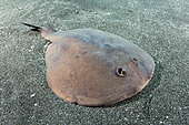 Japanese Sleeper Ray, Narke japonica, Chiba Prefecture, Honshu, Japan, Pacific Ocean.