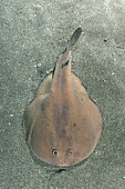 Japanese Sleeper Ray, Narke japonica, Chiba Prefecture, Honshu, Japan, Pacific Ocean.