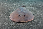Japanese Sleeper Ray, Narke japonica, Chiba Prefecture, Honshu, Japan, Pacific Ocean.