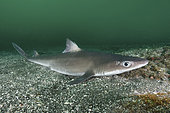 Japanese spurdog, Squalus japonicus, Chiba prefecture, Honshu, Japan, Northwest Pacific Ocean