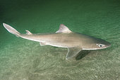 Japanese spurdog, Squalus japonicus, Chiba prefecture, Honshu, Japan, Northwest Pacific Ocean