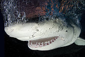 Requin citron (Negaprion brevirostris), portrait, Fish Tales près de Tiger Beach, Grand Banc des Bahama, mer des Caraïbes, océan Atlantique.