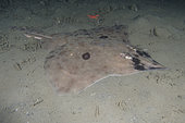 Pocheteau long-nez (Beringraja rhina) sur le fond, Deep Cove, île de Vancouver, Canada. Océan Pacifique Nord.