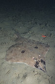 Pocheteau long-nez (Beringraja rhina) sur le fond, Deep Cove, île de Vancouver, Canada. Océan Pacifique Nord.