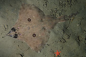 Pocheteau long-nez (Beringraja rhina) sur le fond, Deep Cove, île de Vancouver, Canada. Océan Pacifique Nord.