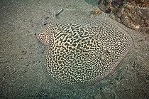 Marbled Torpedo Ray, Torpedo marmorata, Aka Marbled Electric Ray. El Cabron Marine Park, Arinaga, Gran Canaria, Canary Islands, Spain, eastern Atlantic Ocean.