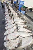 Carcasses de requins prêtes à être vendues aux enchères au marché aux poissons de Deira à Dubaï, EAU. Il s'agit principalement de requins bordés (Carcharhinus limbatus) et de requins à queue tachetée (Carcharhinus sorrah).