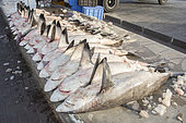 Carcasses de requins prêtes à être vendues aux enchères au marché aux poissons de Deira à Dubaï, EAU. Il s'agit principalement de requins bordés (Carcharhinus limbatus) et de requins à queue tachetée (Carcharhinus sorrah).
